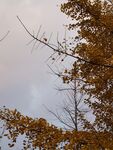 秋·天空和银杏