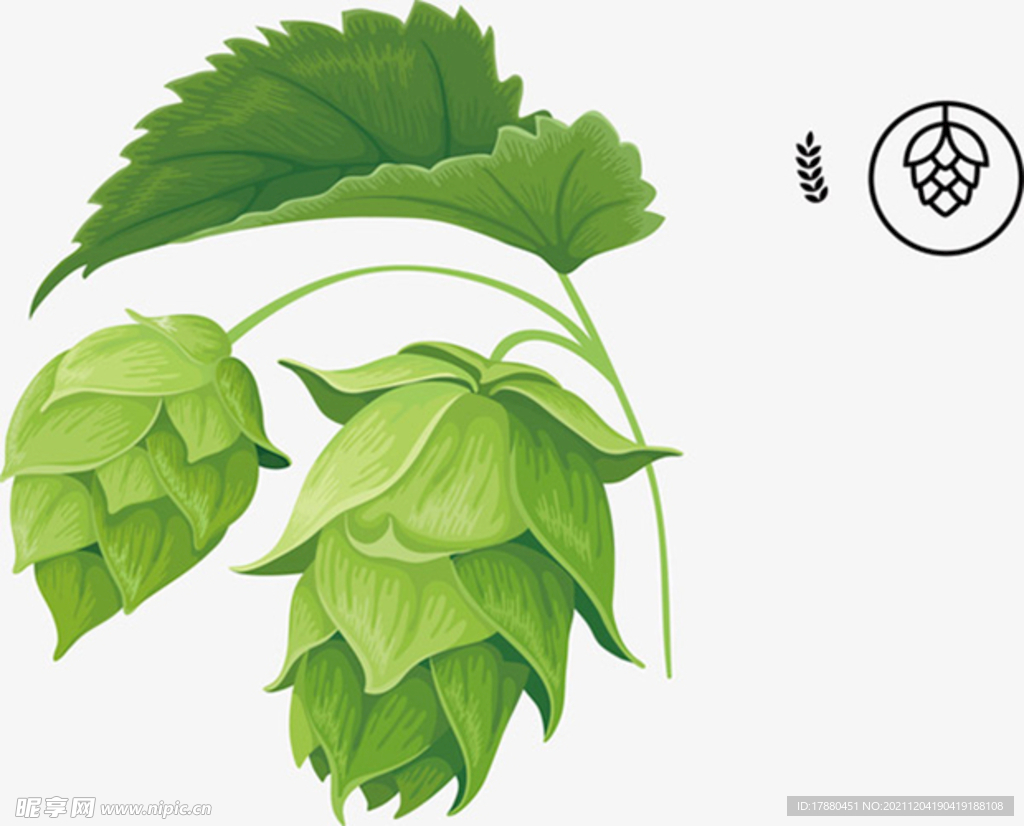 高清啤酒花