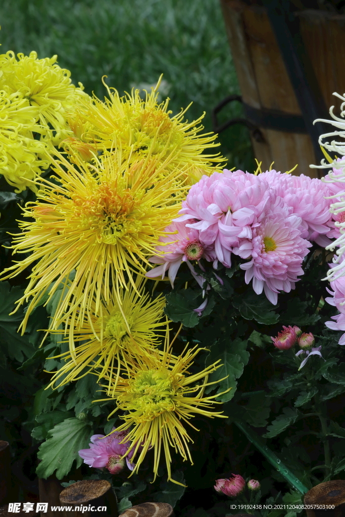 菊花