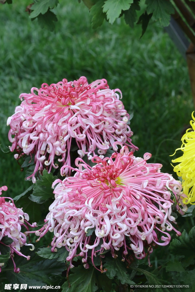 菊花 