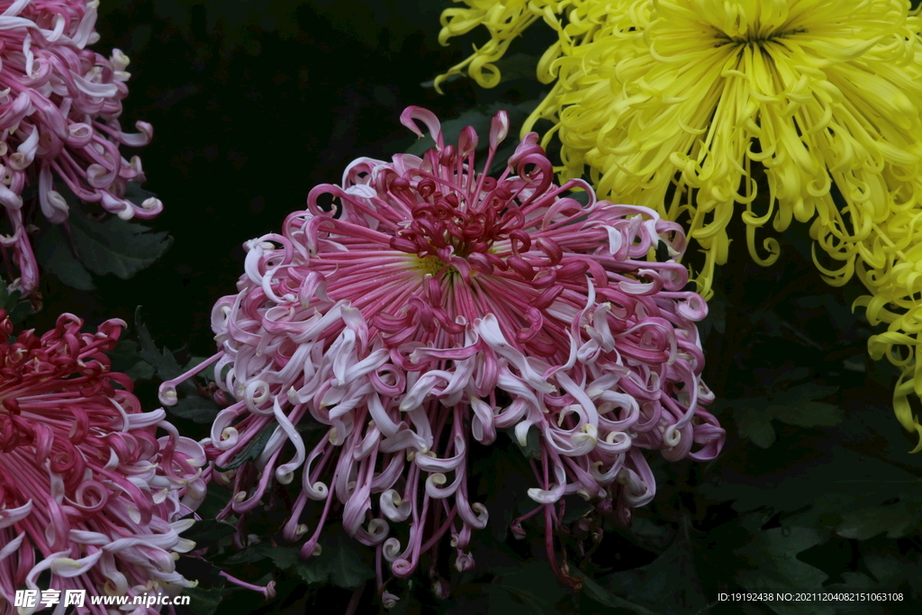 菊花 