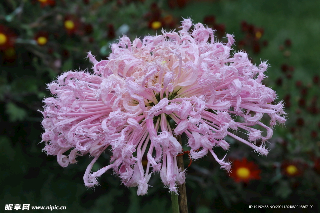 菊花 