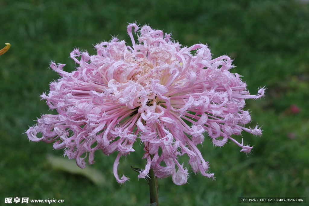 菊花