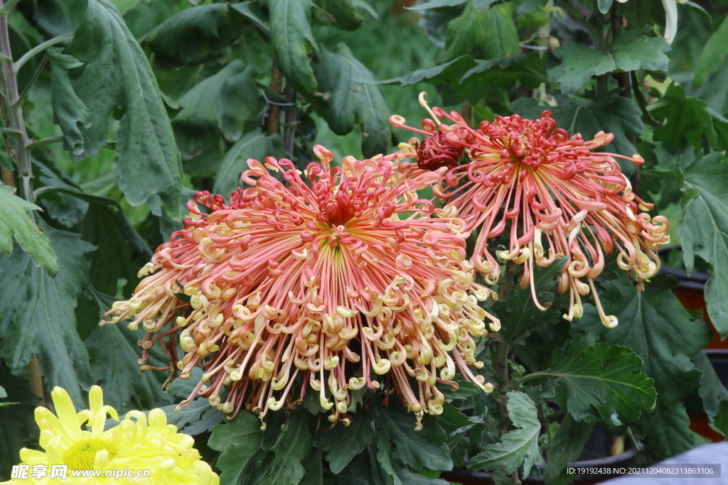 菊花 