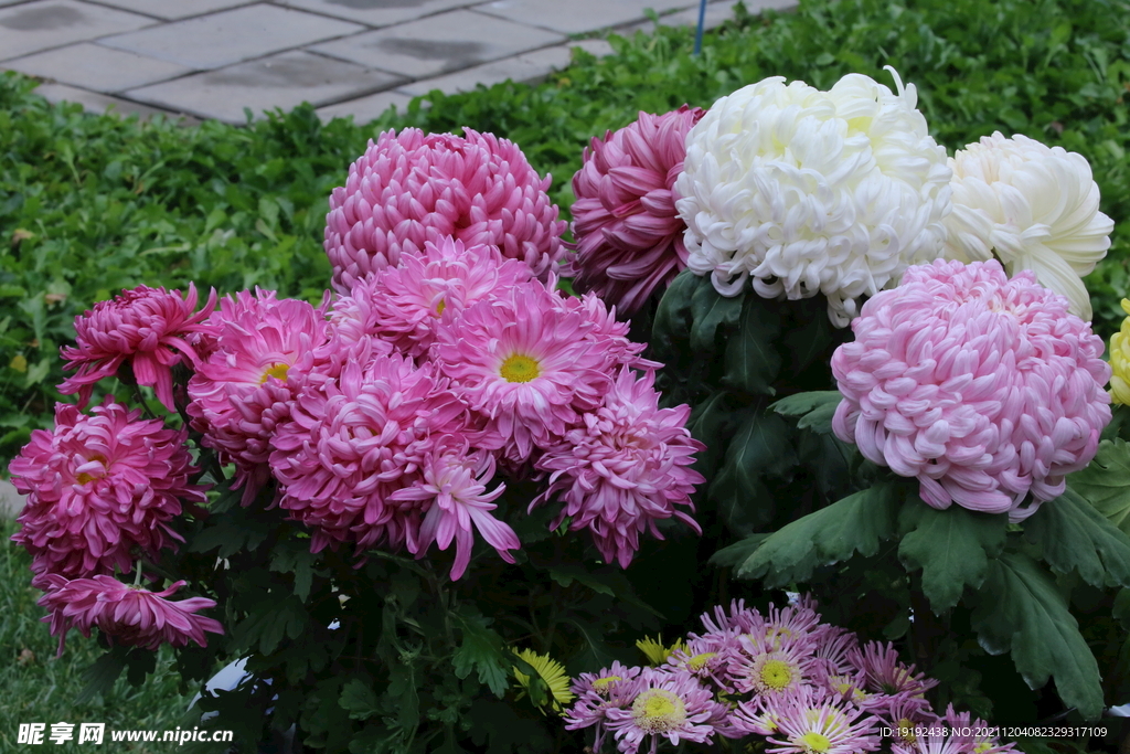  秋菊 
