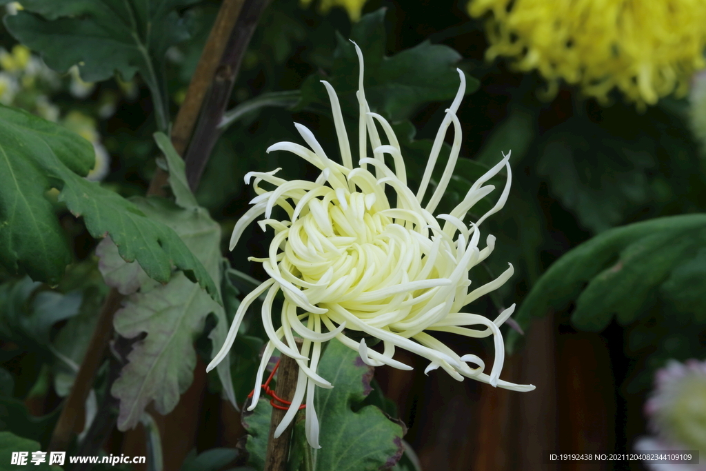 菊花