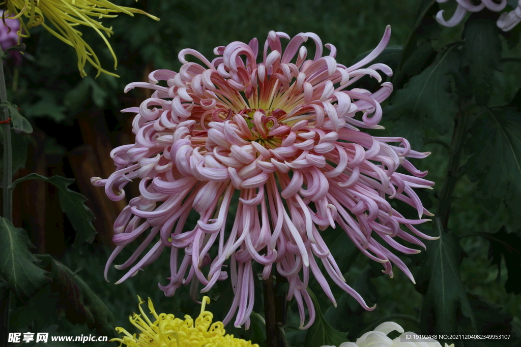 菊花