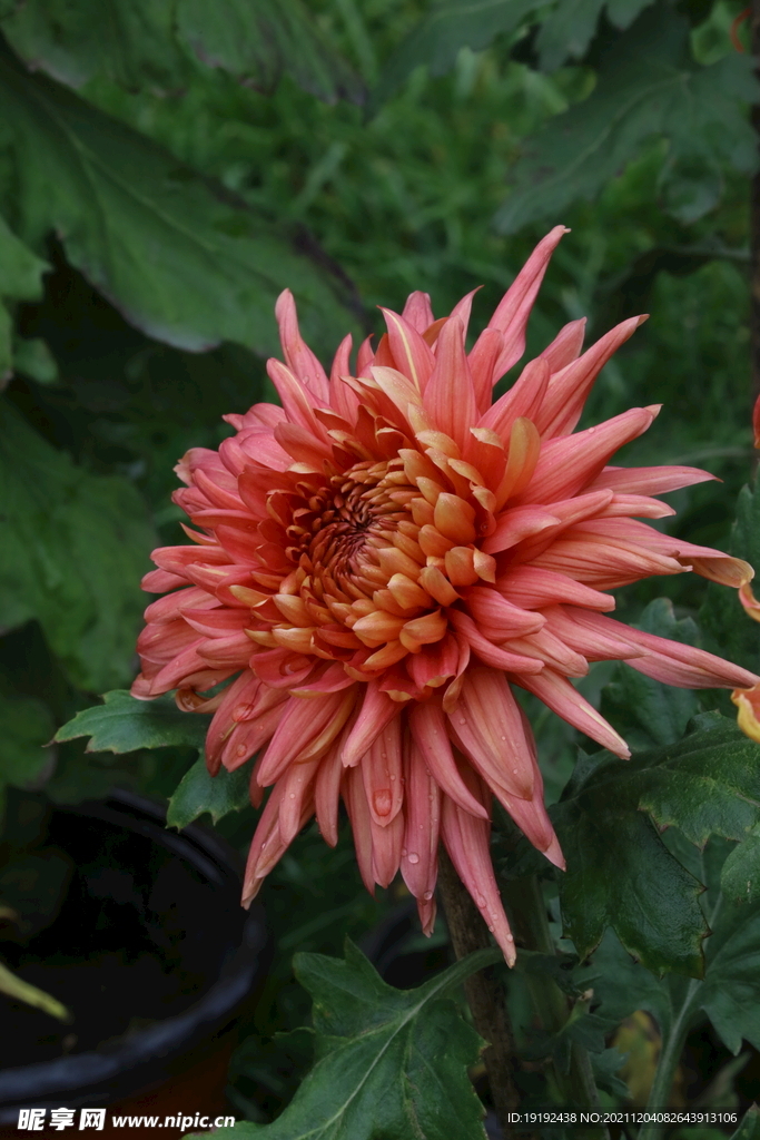  秋菊 