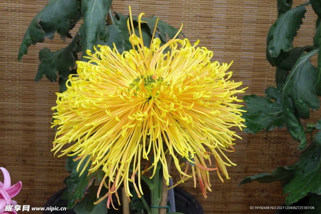 菊花 