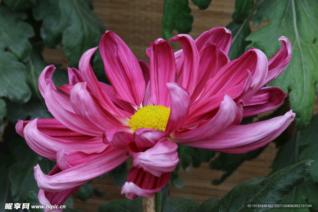 菊花 