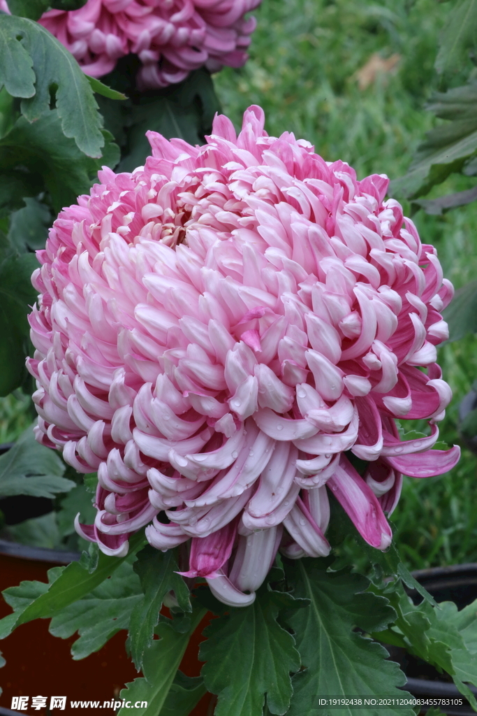 菊花 