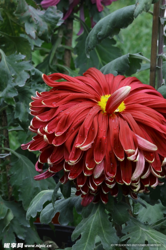 菊花 