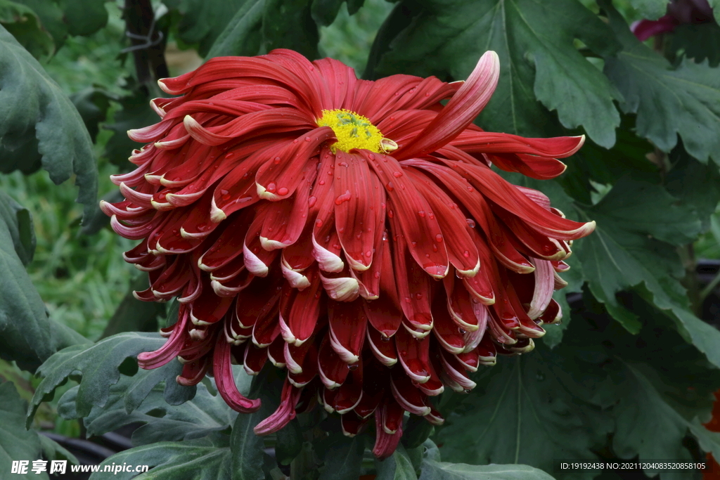 菊花
