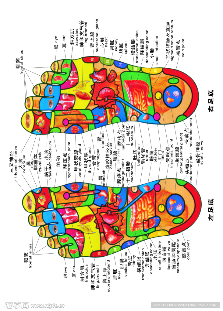 足底穴位图