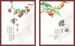 牵牛子 樱桃