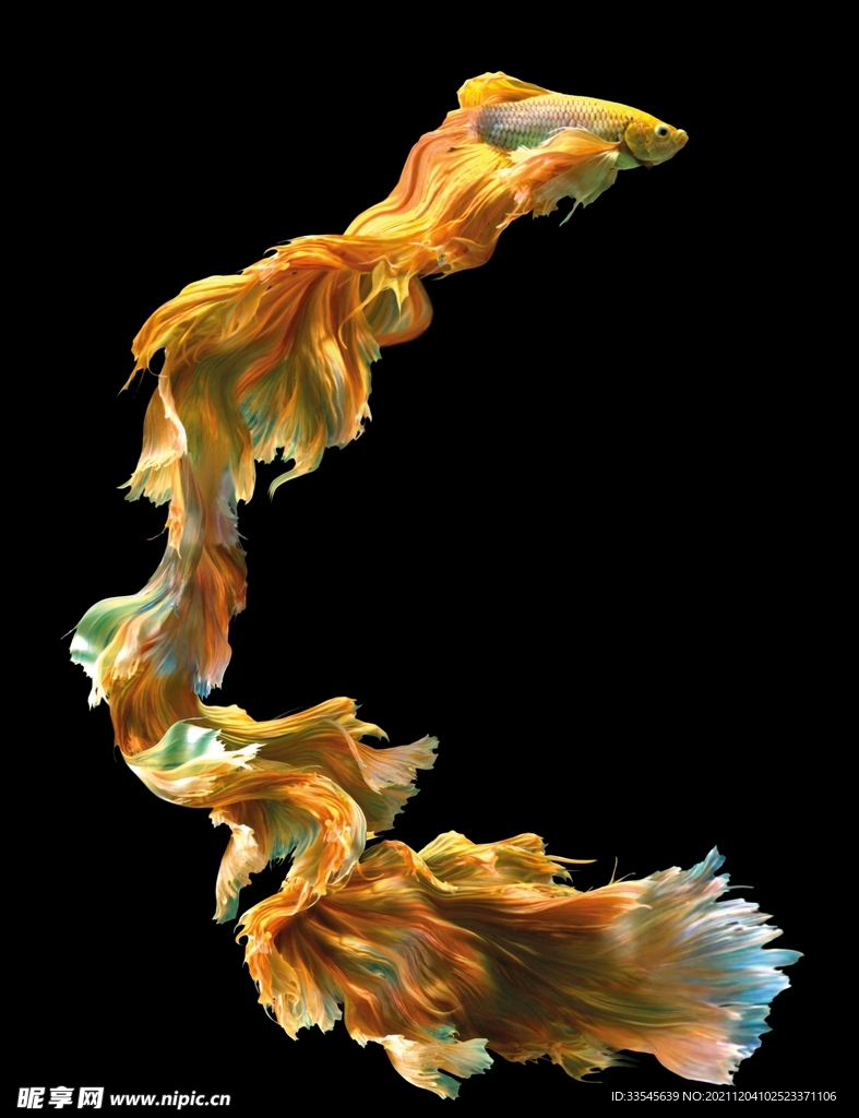 鱼