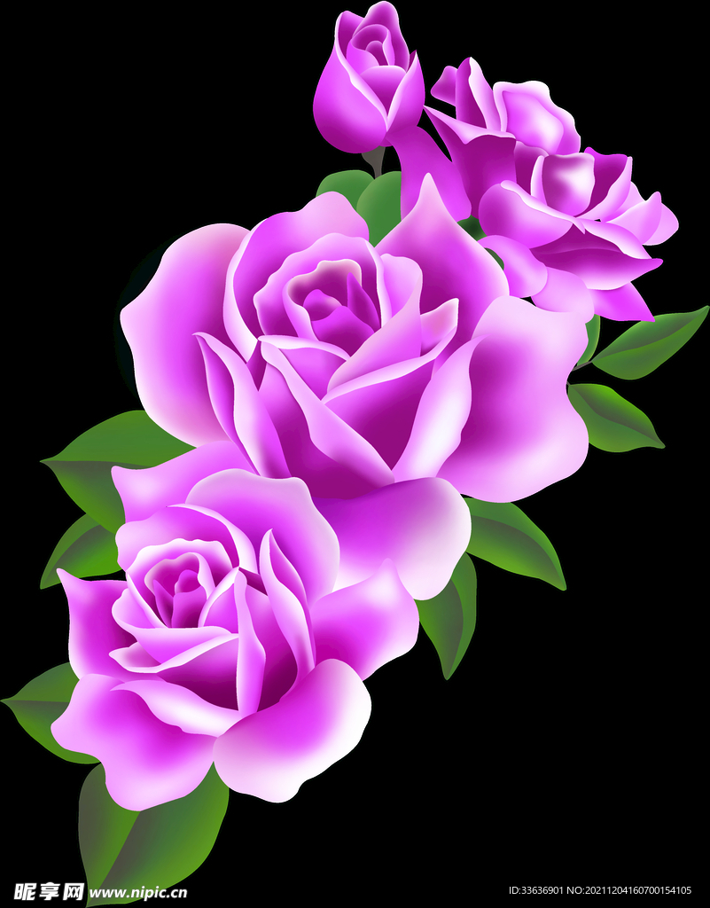 玫瑰花    手绘玫瑰   