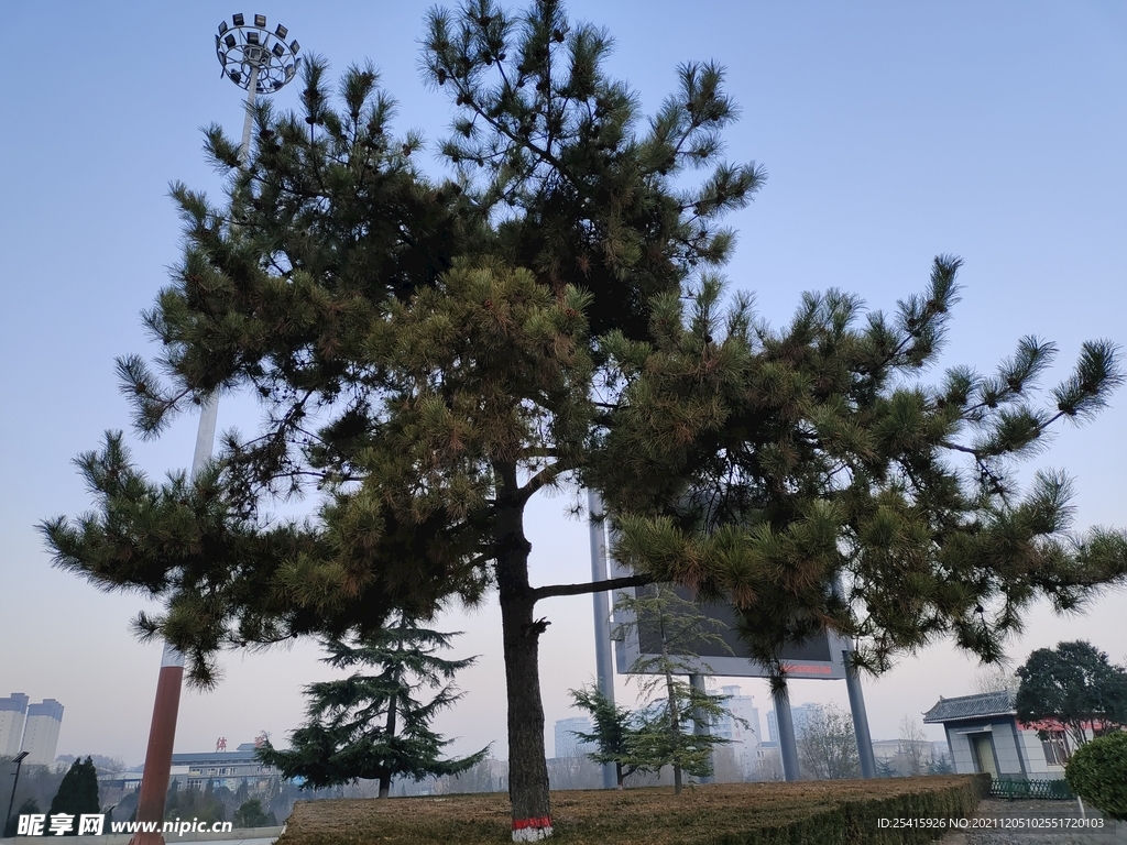 树