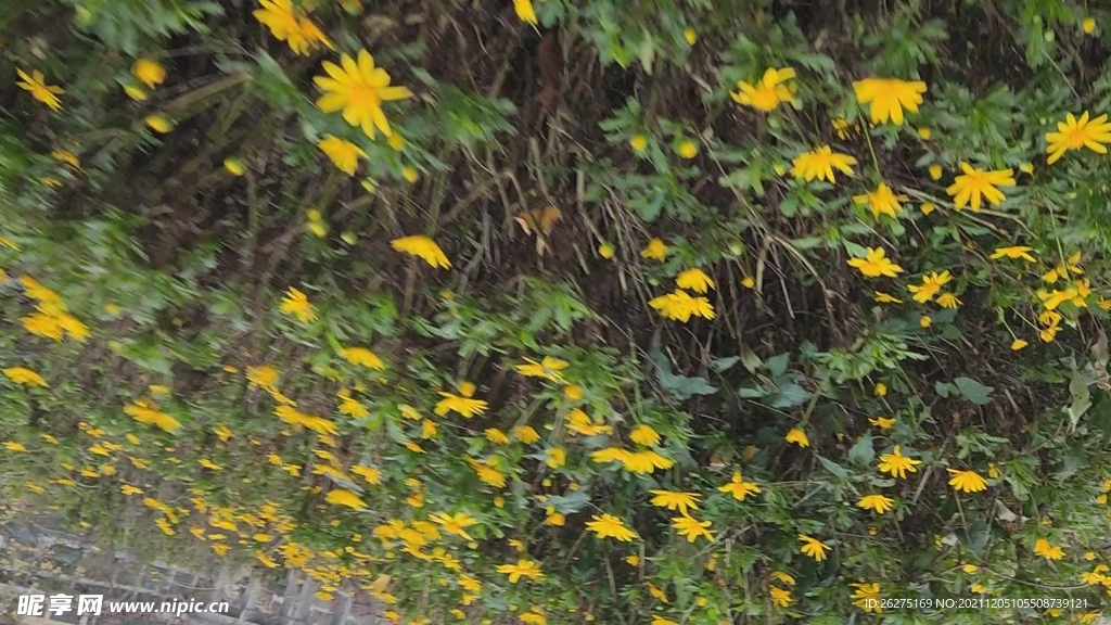 菊花