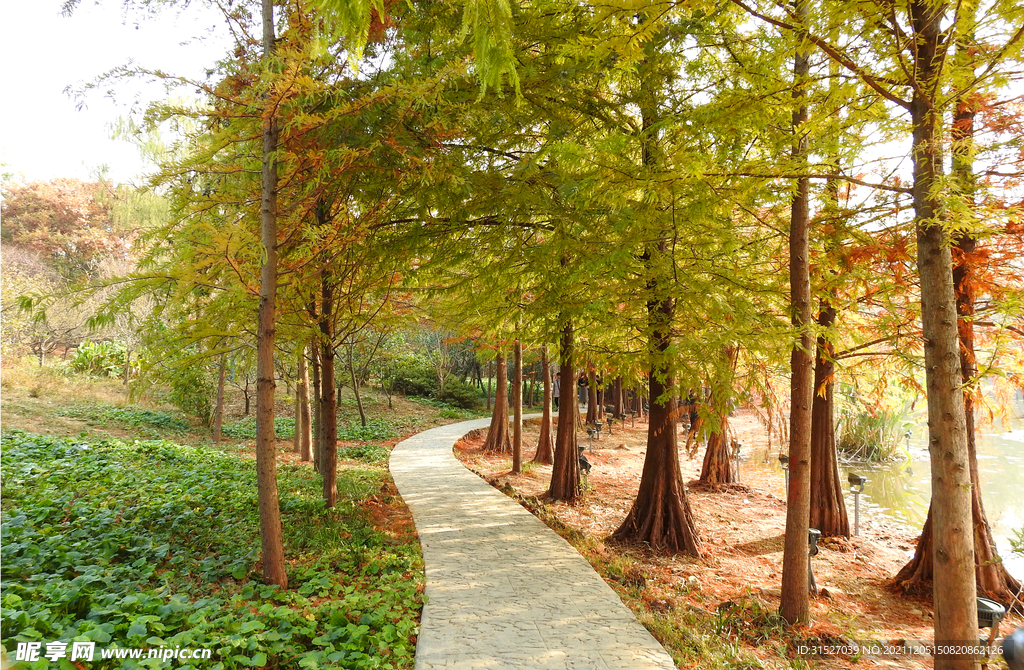 林荫小路