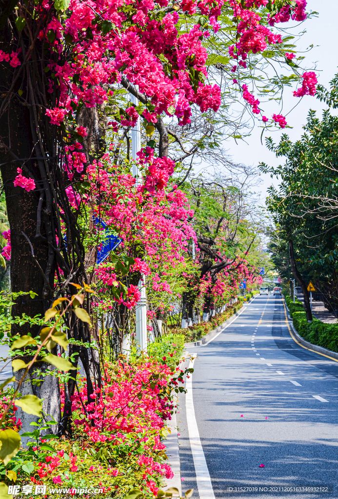 花海道路摄影