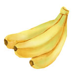 手绘水彩香蕉水果