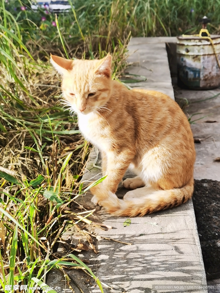猫