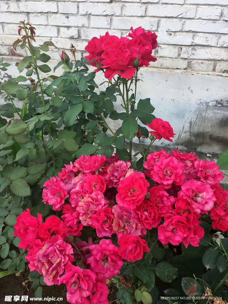 花