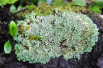 苔藓 