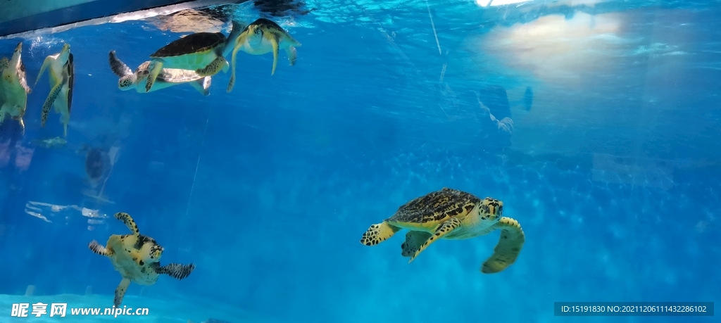 海底世界乌龟摄影