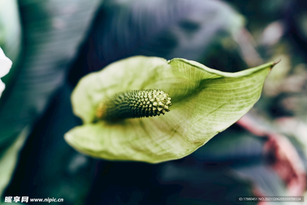 白鹤芋