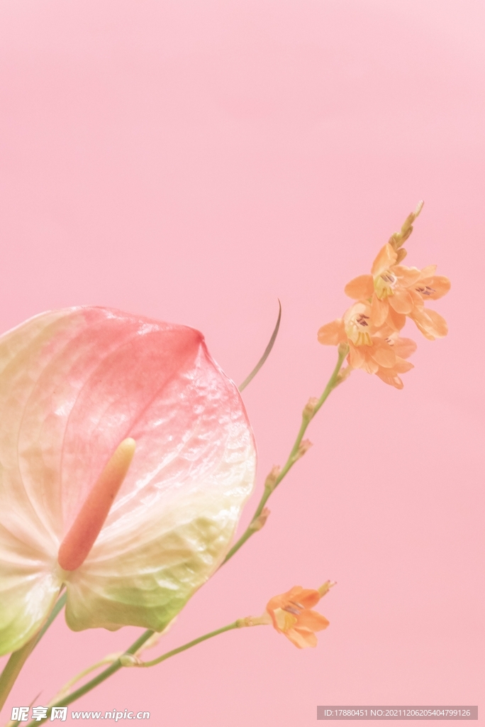 花烛