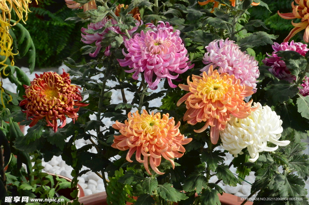 菊花 