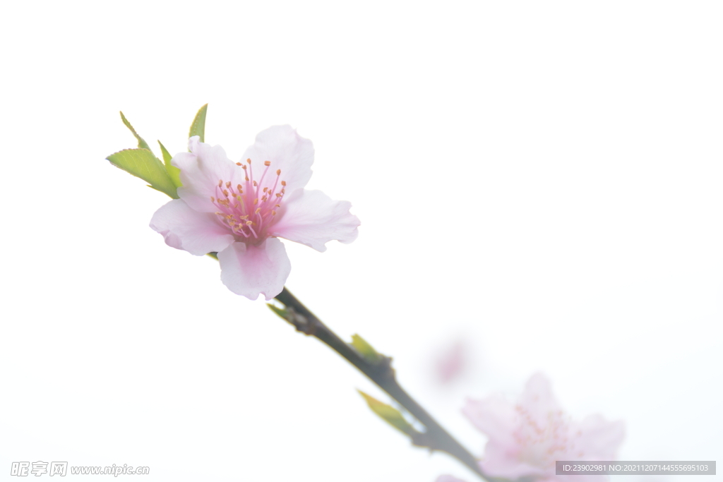 桃花