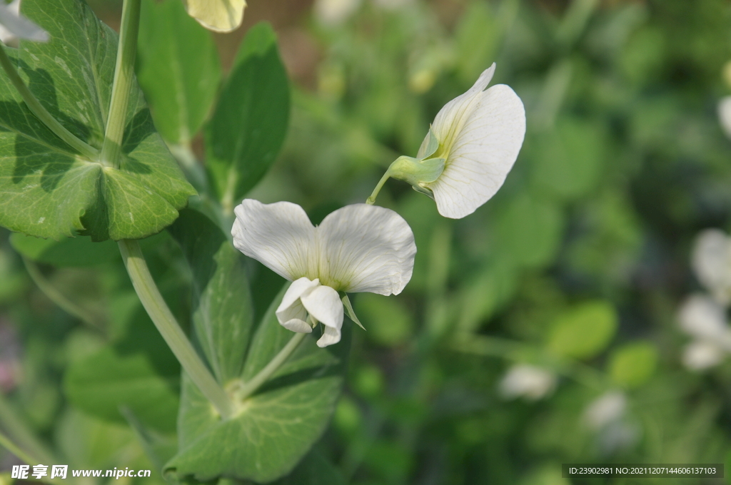 豌豆尖花