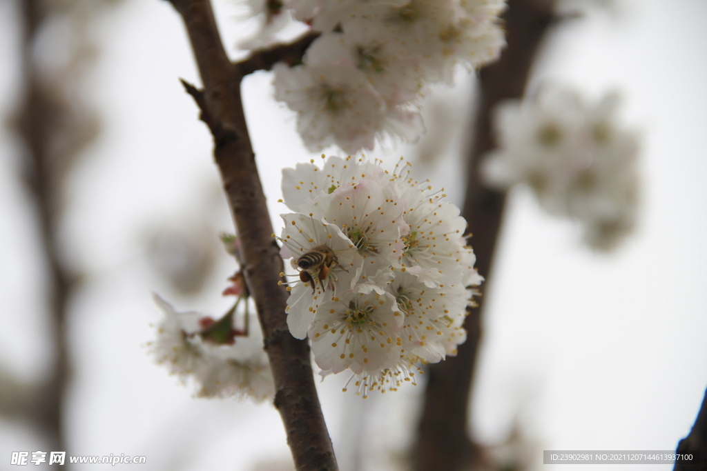桃花