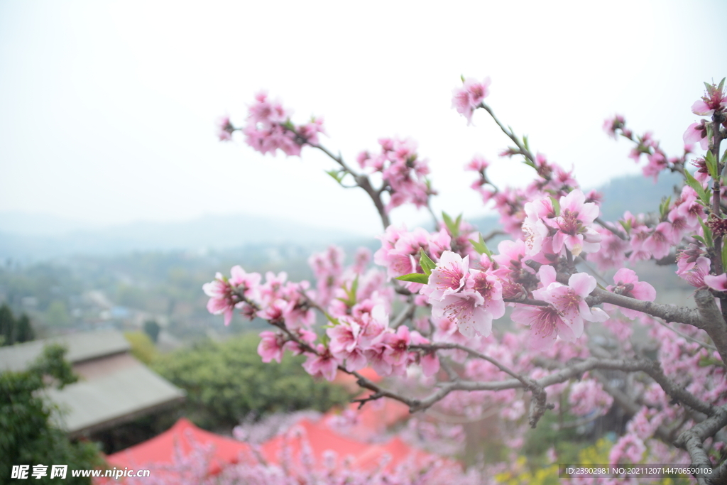 桃花