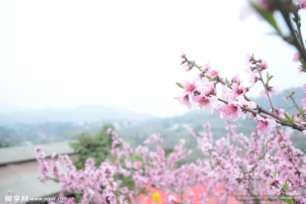 桃花