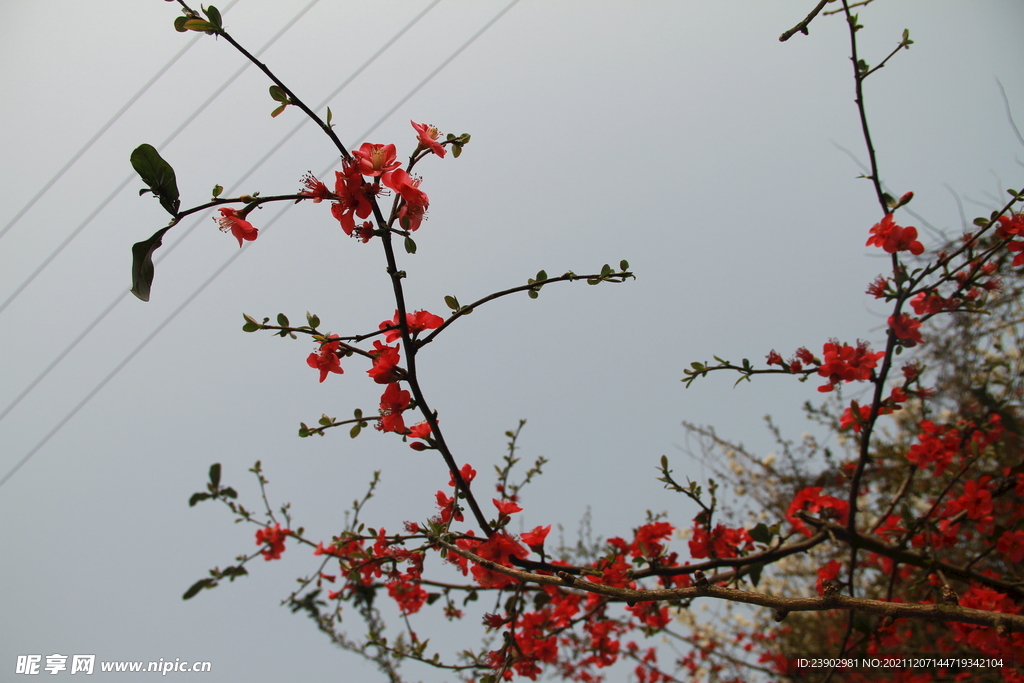 红色的花