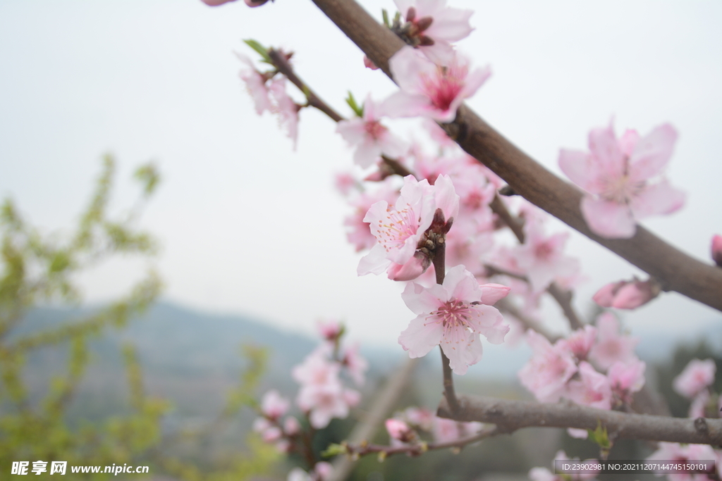 桃花