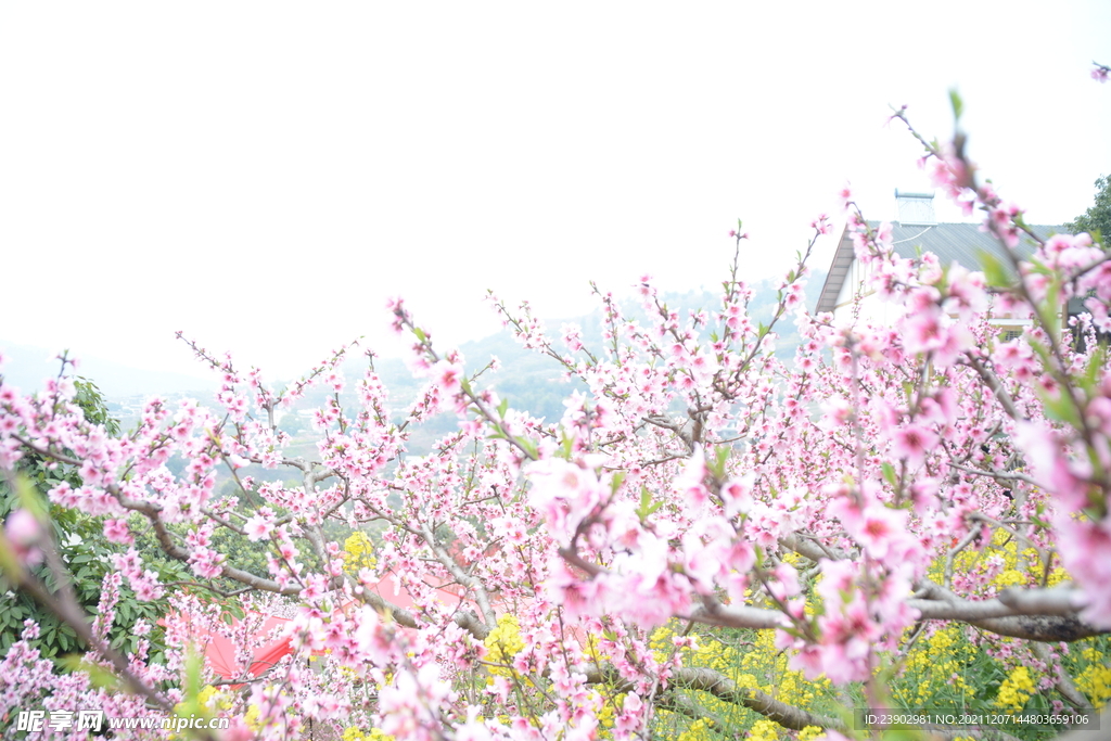 桃花