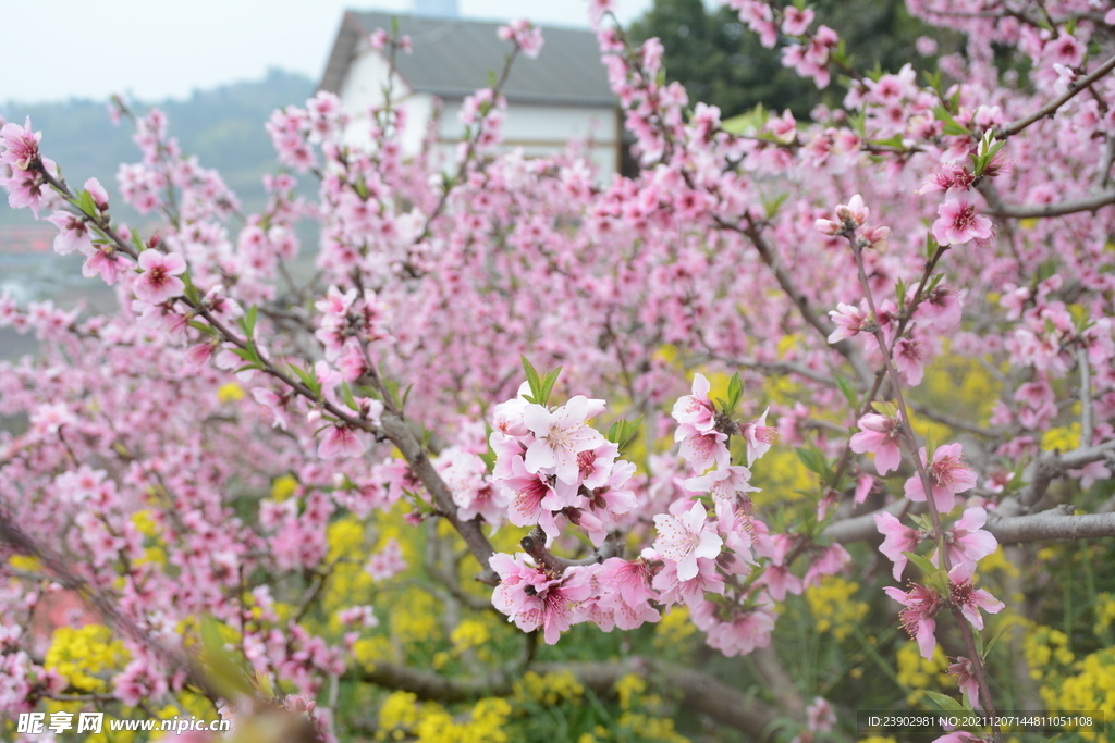 桃花