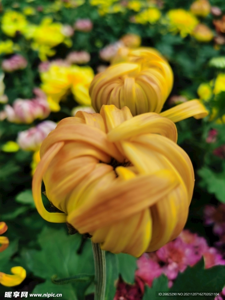 菊花