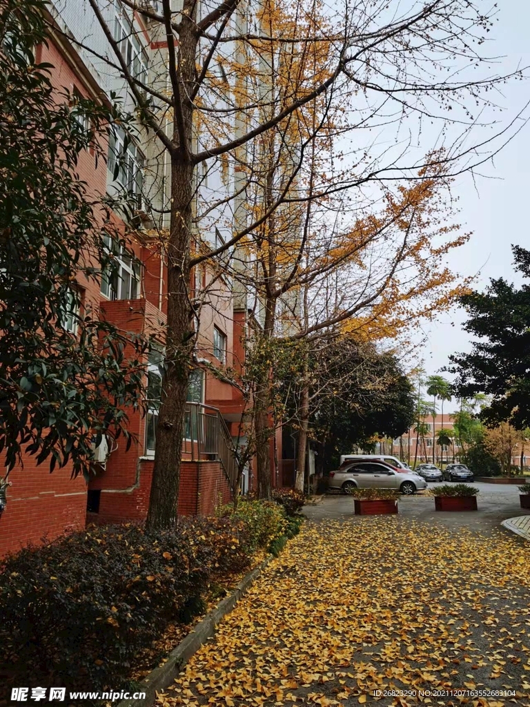 金黄满地