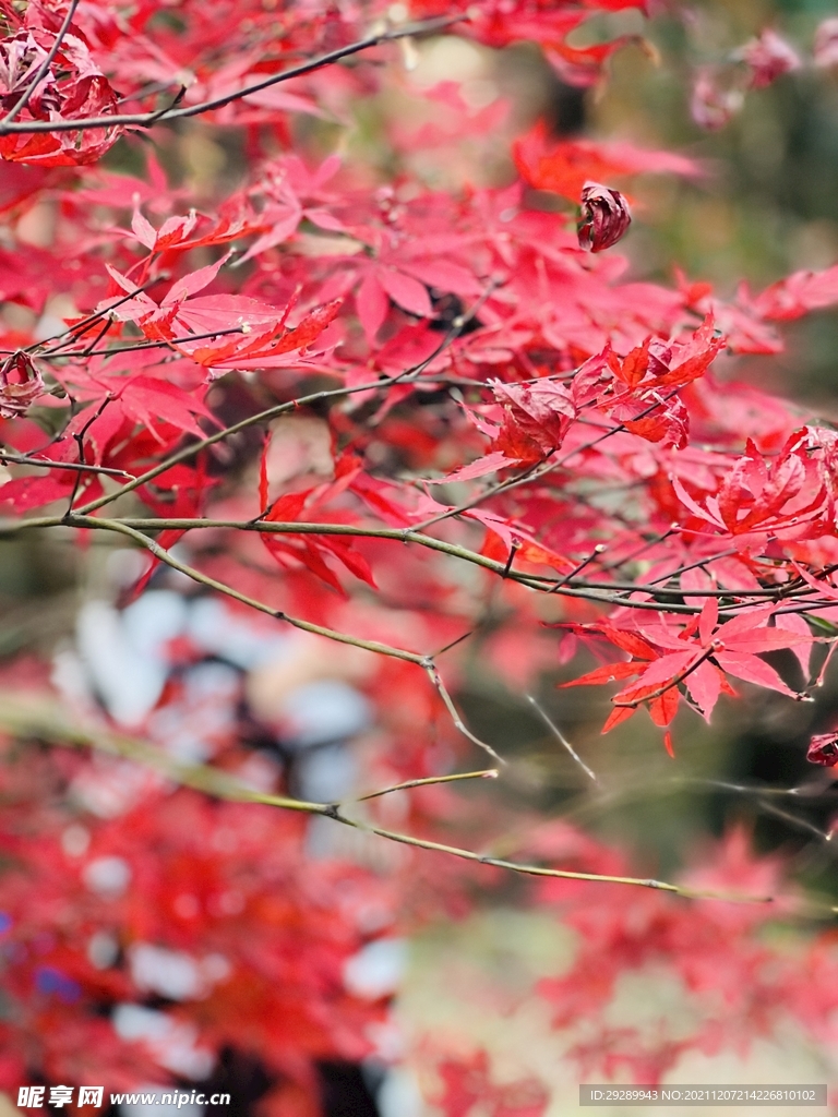 红叶树