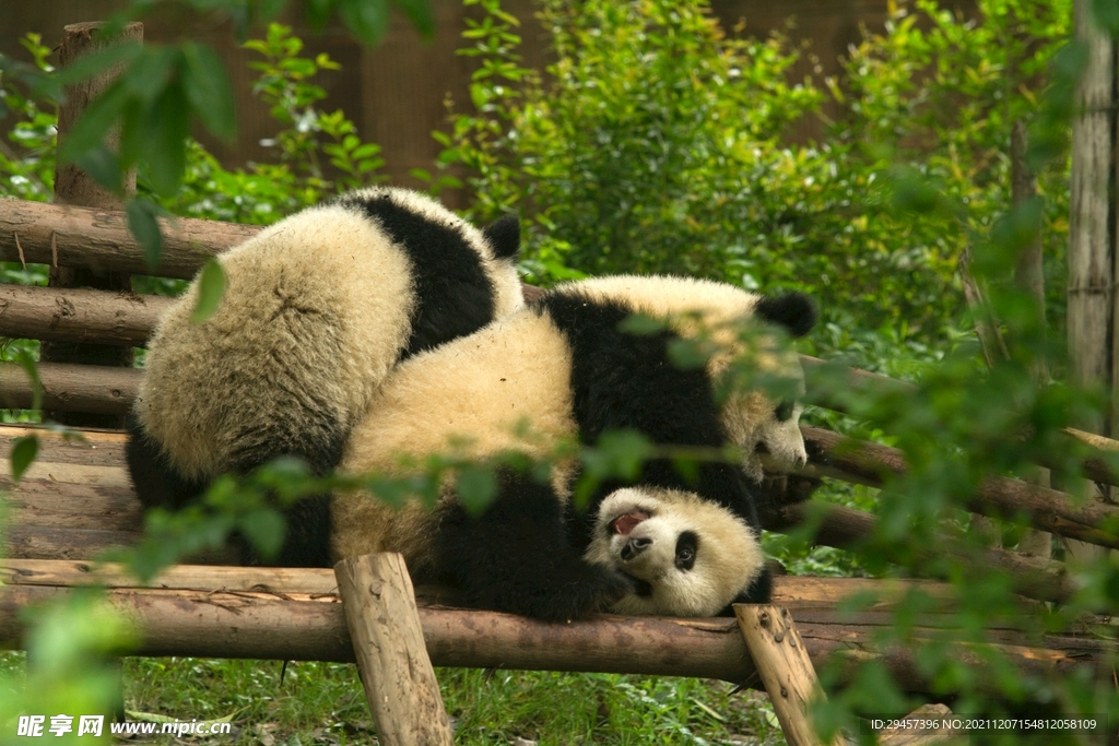 成都熊猫基地大熊猫拍摄