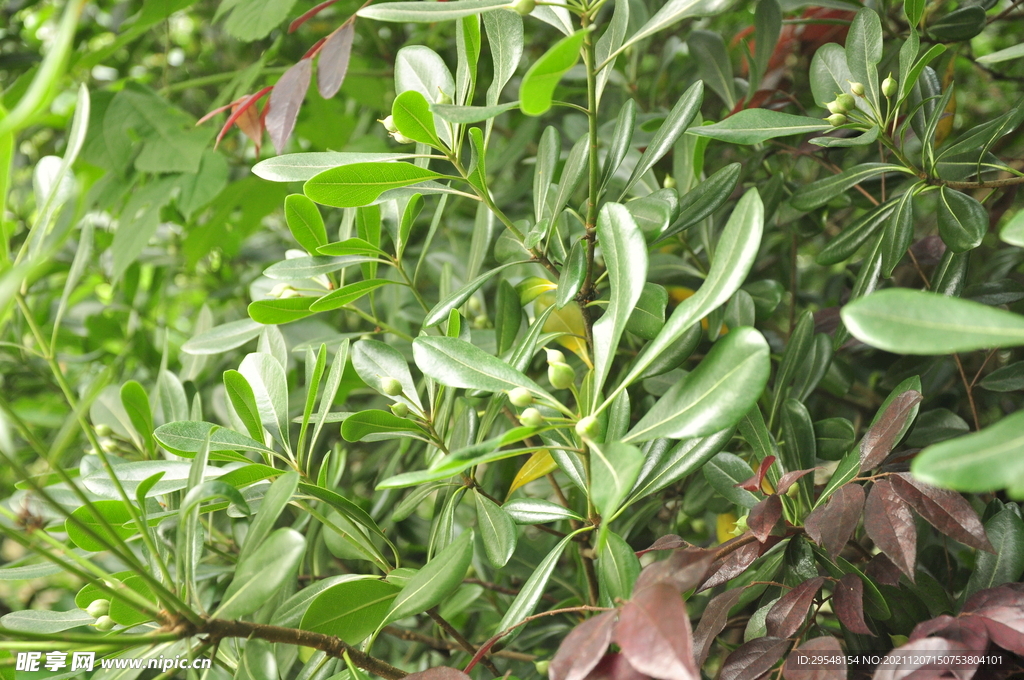 植物