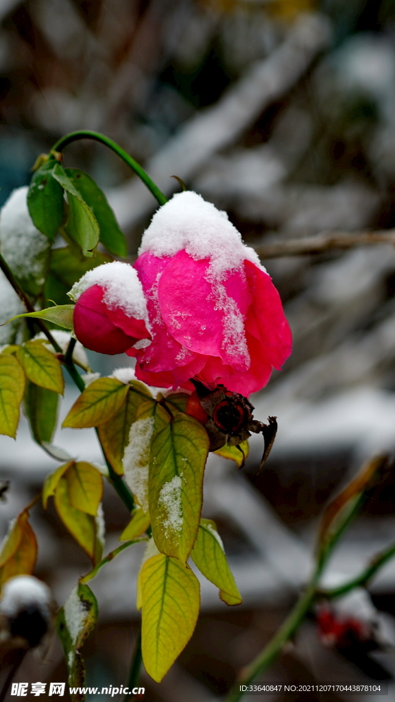 冬雪玫瑰