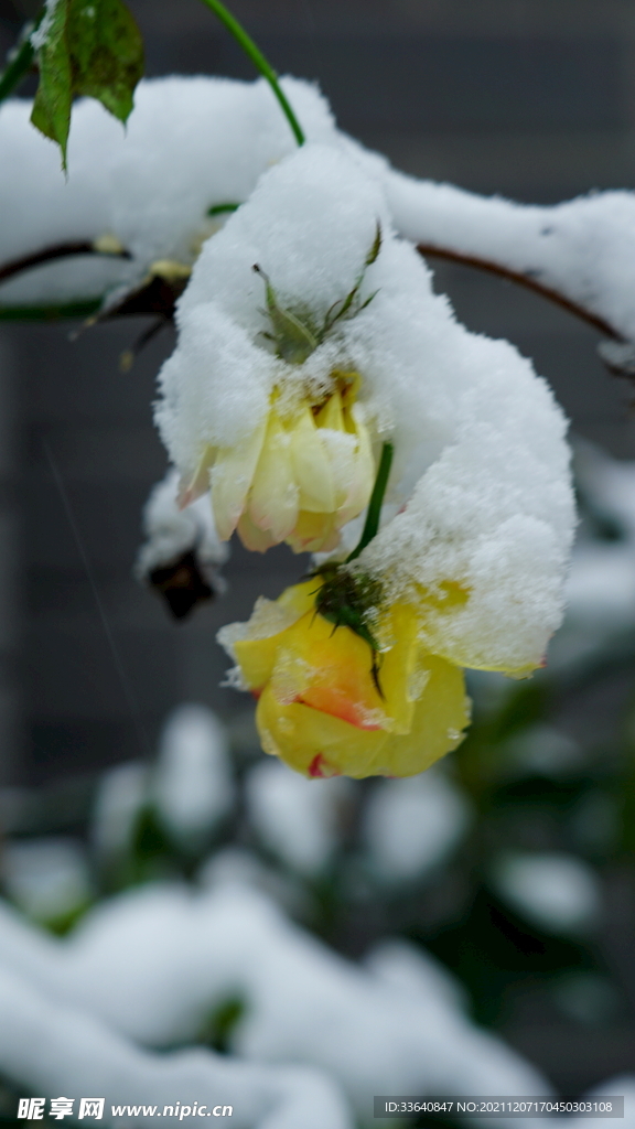 初雪