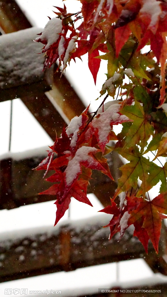 枫雪